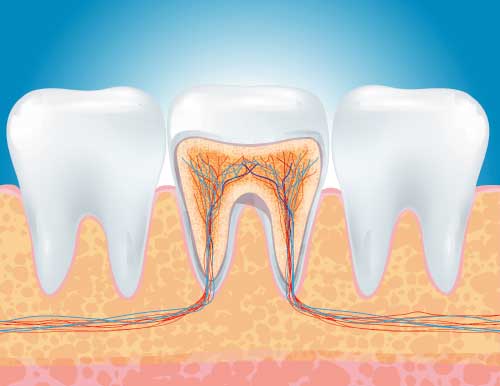 Cosa è l'endodonzia?