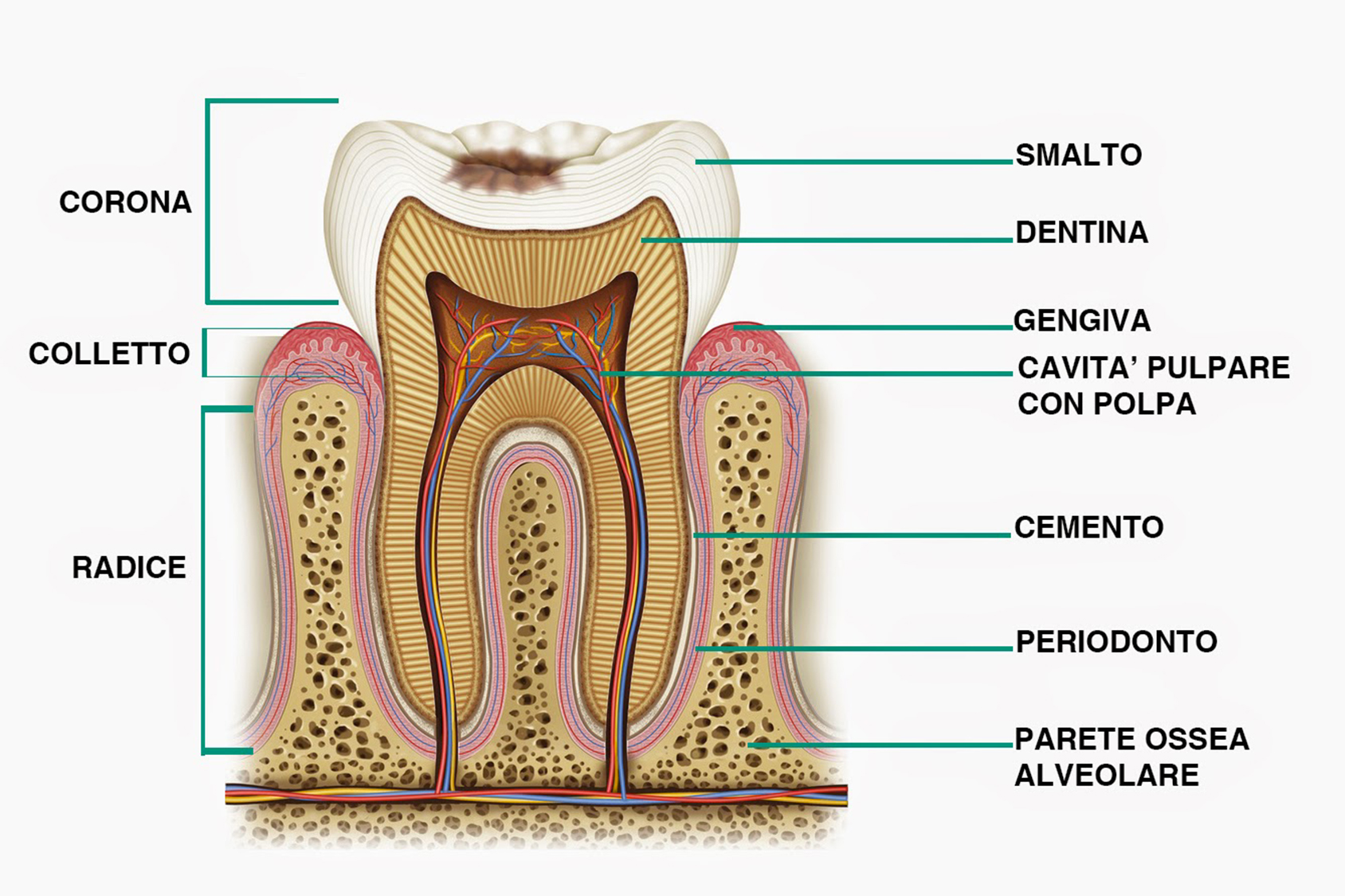 Come sono fatti i denti?, Studio dentistico Mapelli